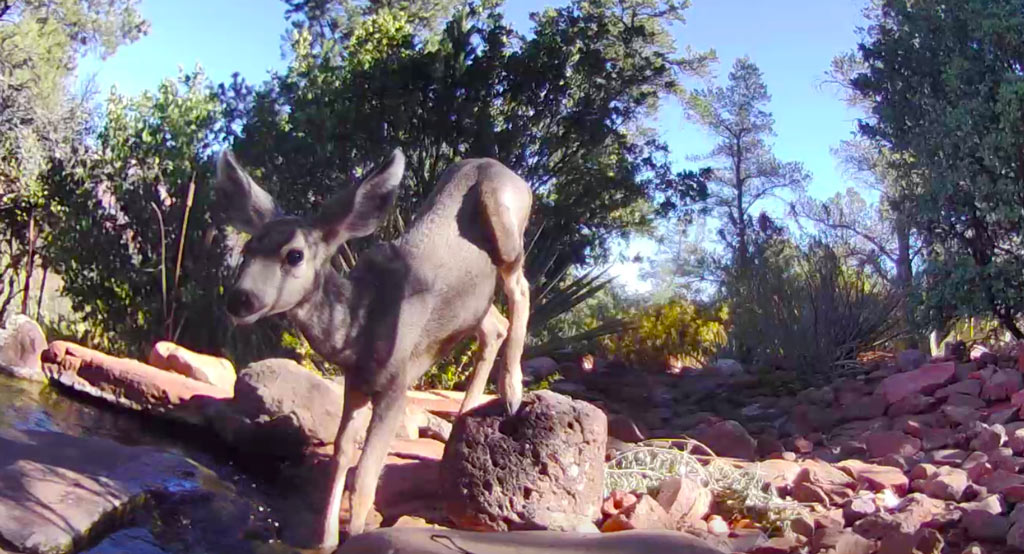 Deer in Sedona